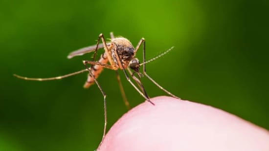World Malaria Day 2024: Avoid these factors that increase malaria risk