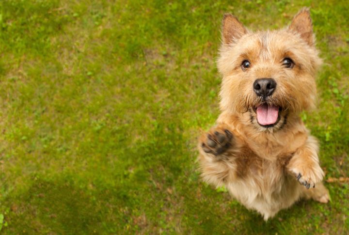 15 Adorable Terrier Breeds You've Probably Never Heard Of