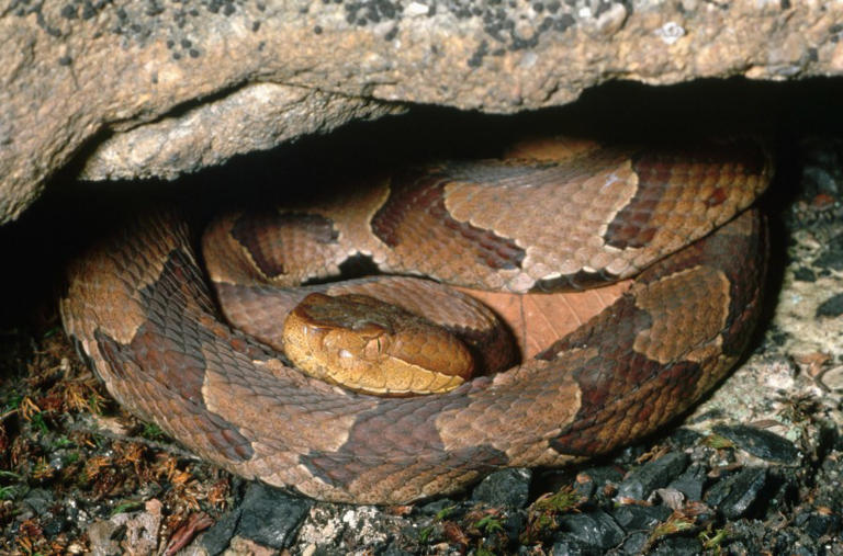 Why snakes are the most ‘misunderstood’ animals in West Virginia