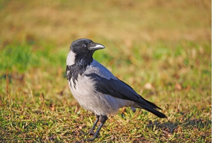 5 Mind-Blowing Cognitive Abilities of Crows