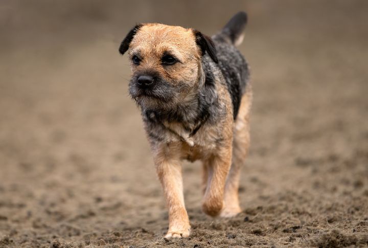 15 Adorable Terrier Breeds You've Probably Never Heard Of