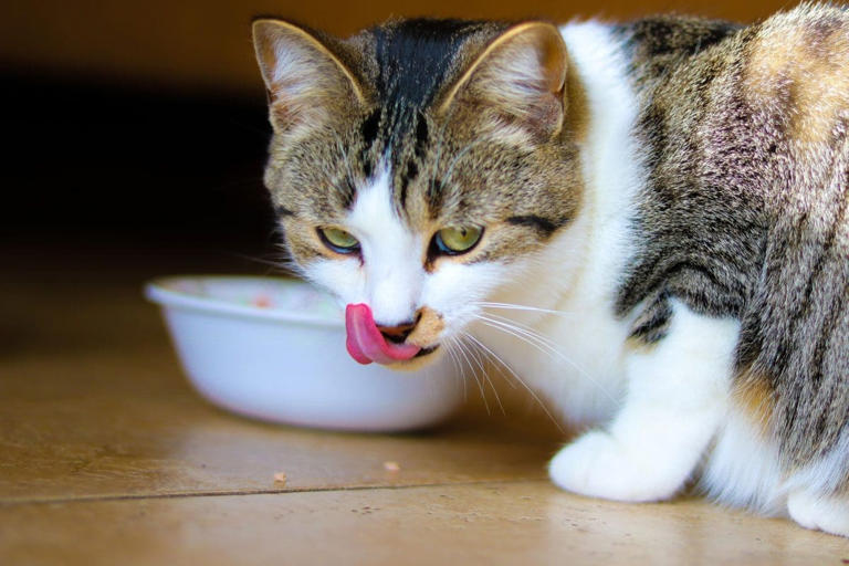 10 Tips for Feeding Cats Who Are Finicky Eaters