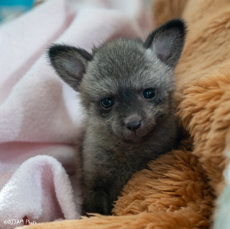 Tweets capture life of Cincinnati Zoo's baby bat-eared fox. (Yes, he's ...