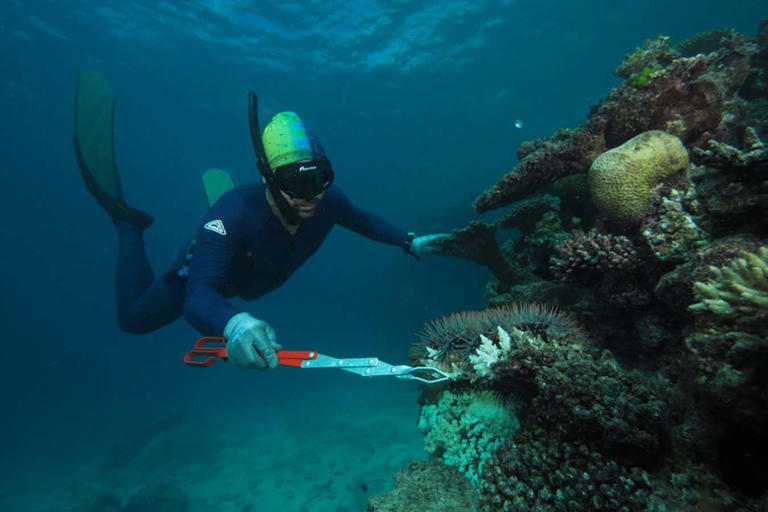 A diver injecting vinegar into a crown-of-thorns starfish as part of the culling programme CSIRO