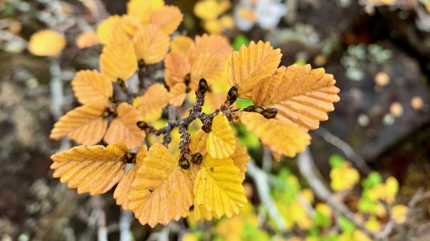 cold climate deciduous tree, the fagus, puts on annual autumn show for sightseers in tasmania