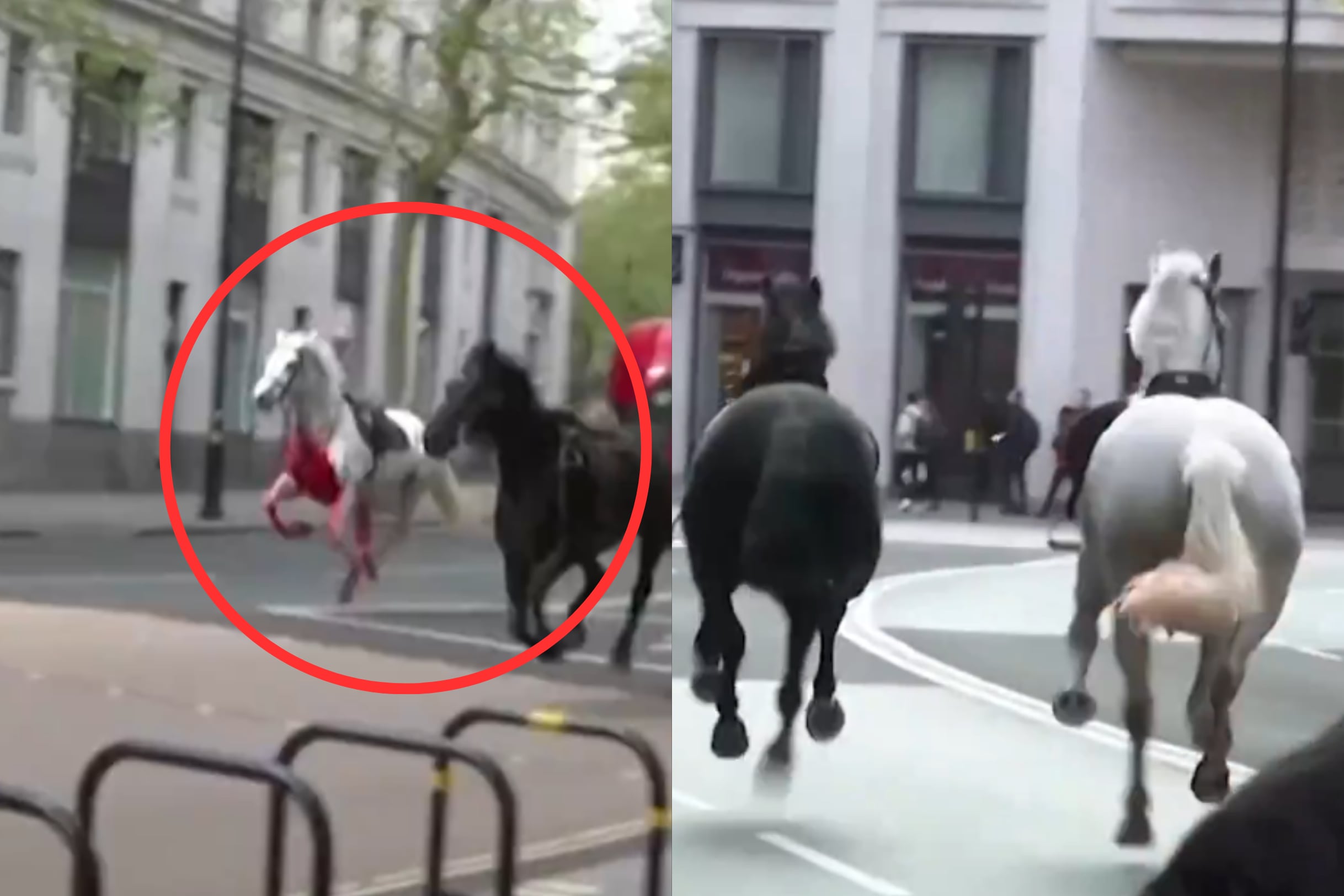 video: caballos militares, uno de ellos cubierto de sangre, corren alrededor de londres dejando multiples heridos