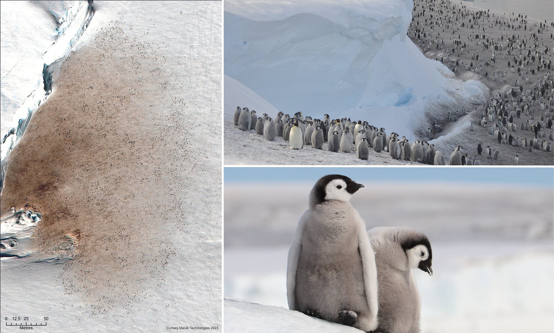 Emperor Penguins Are On The Pathway To EXTINCTION, Study Warns