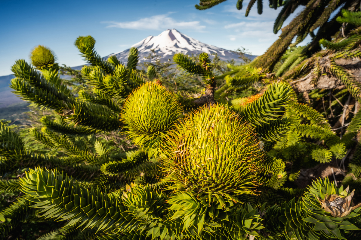 Chile’s Amazing National Parks