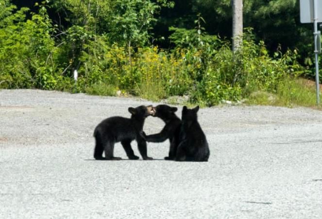 indignación por turistas que lastimaron a un oso bebé para tomarse una foto