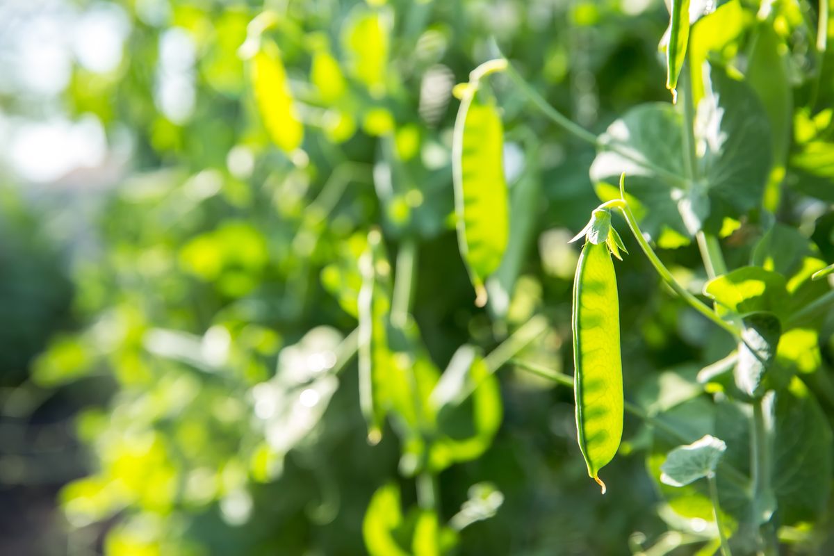 Plant These 5 Things Next to Cucumbers for a Bigger, Healthier Crop