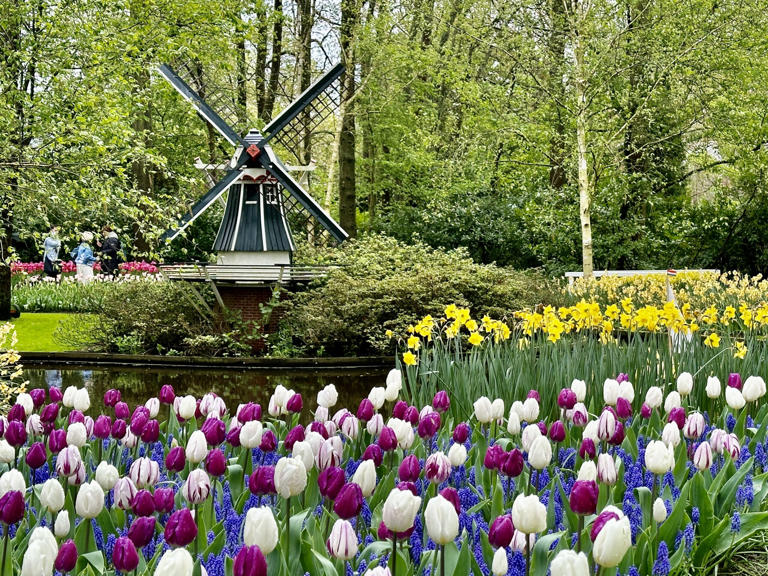 Celebrating its 75th anniversary in 2024, the Keukenhof spring garden exhibit draws nearly 1.5 million visitors over its 8-week run. It’s a wondrous display of Dutch tulips, daffodils, hyacinths and...