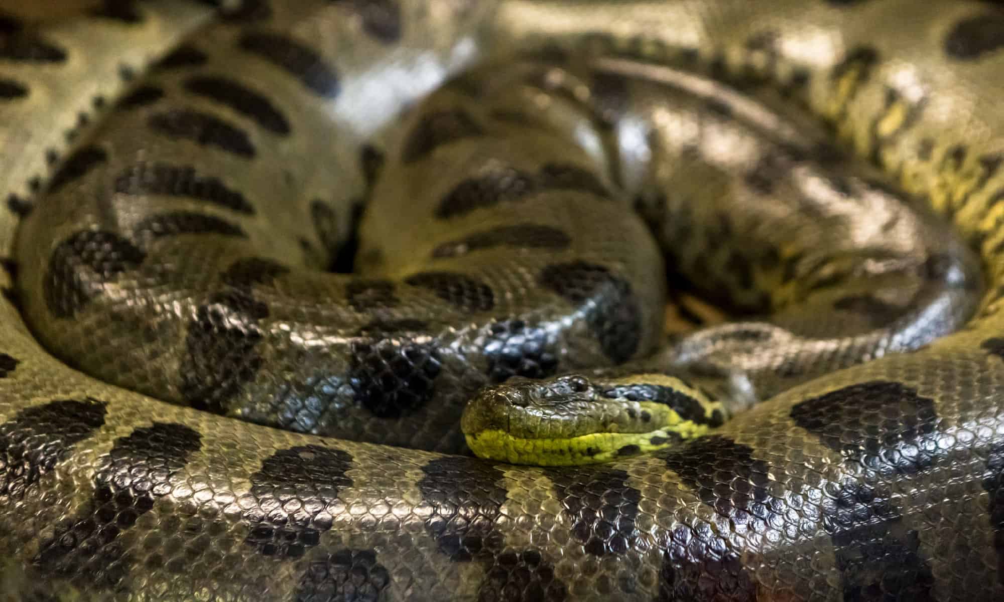 This Is the Largest Venomous Snake Ever