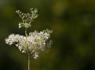 Hemlock Poisoning: What to Know<br><br>