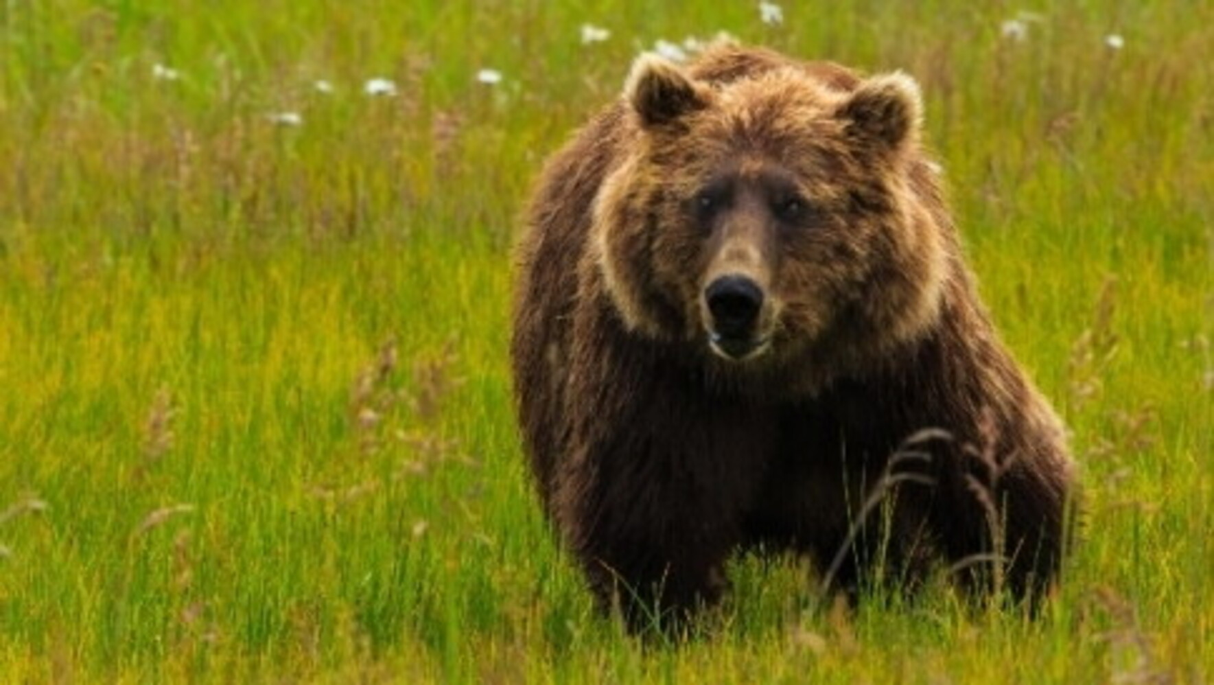 la slovenia eliminerà 176 orsi per la sicurezza degli abitanti