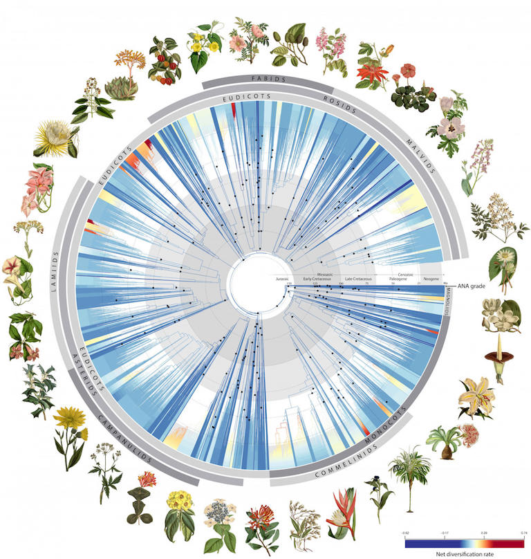 A new paper published today in the journal Nature presents the most up-to-date understanding of the flowering plant tree of life; the paper was authored by an international team of 279 scientists that included two scientists at the Florida Museum of Natural History and was led by the Royal Botanic Gardens, Kew.