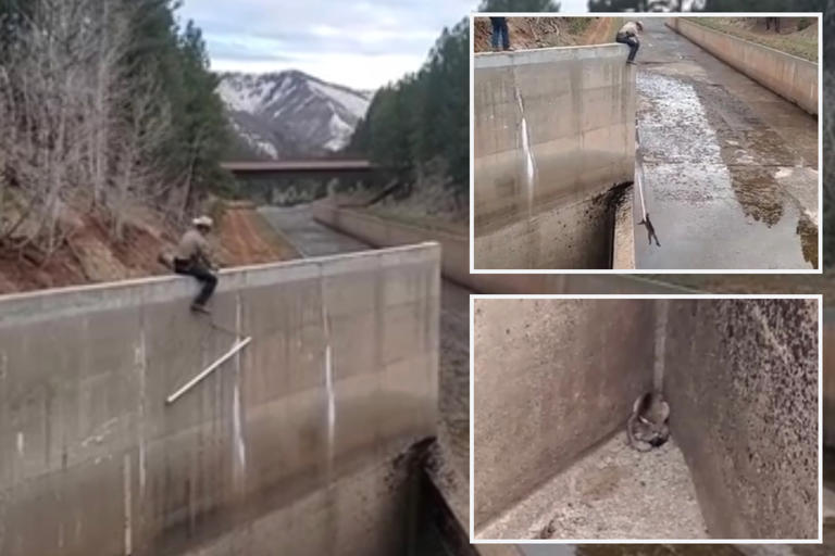 Wildlife officer saves two young mountain lions trapped in spillway in ...