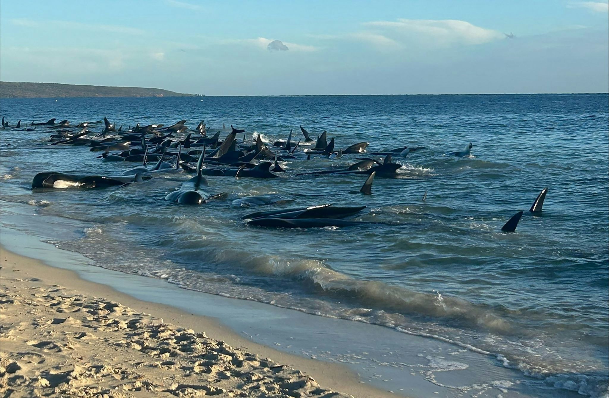 tiere: massenstrandung - happy end für 100 grindwale in australien