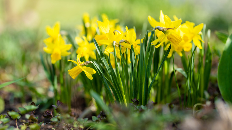 kvíz: jaro je tady a s ním i jarní květiny. poznáte je všechny podle obrázku?