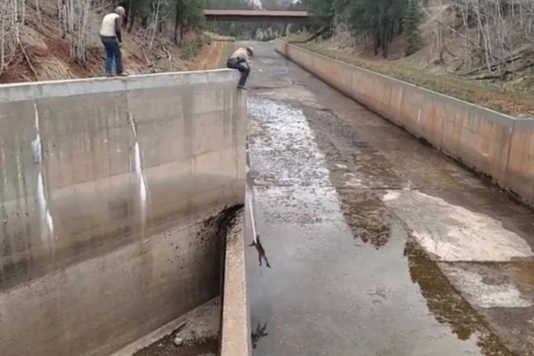 Wildlife officer saves two young mountain lions trapped in spillway in ...