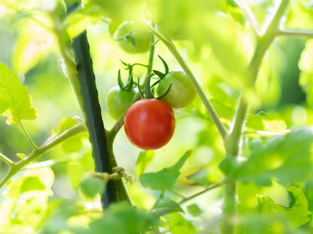 elf pflanzen, die sich mit tomaten im beet nicht gut vertragen