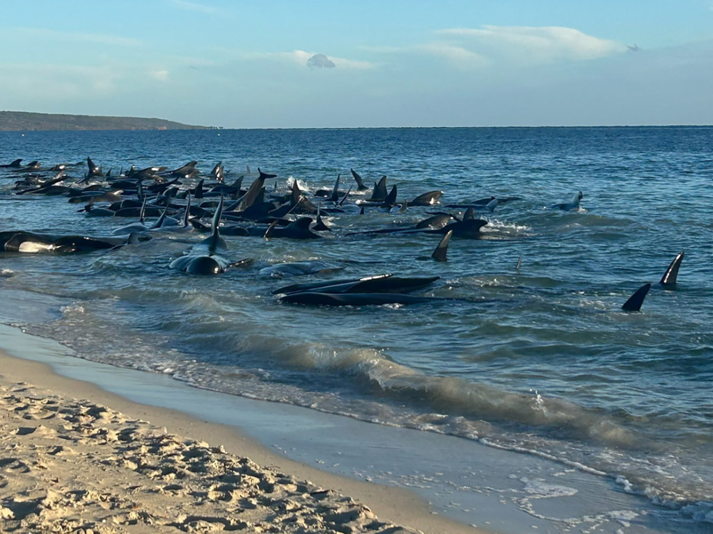 mehr als 160 grindwale in westaustralien gestrandet