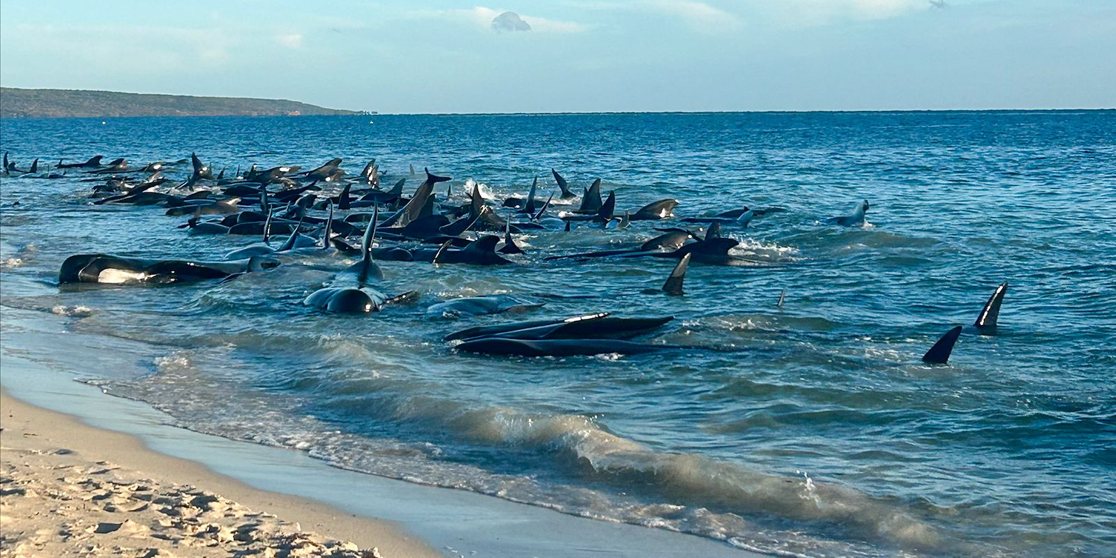 över hundra valar hittade på strand i australien