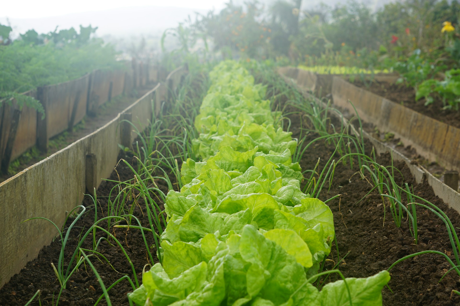 hlávkový salát: pusťte se do jeho výsevu. pěstovat se dá uvnitř i venku