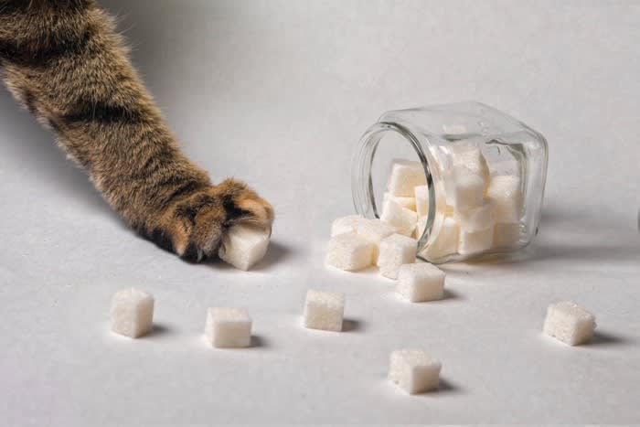 猫に『砂糖』は必要なし！与えないほうがいい4つの理由と考えられる健康トラブル