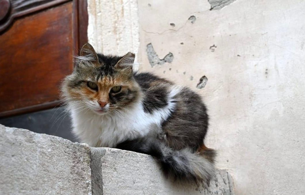 lyon : elle retrouve son chat dix ans après sa disparition