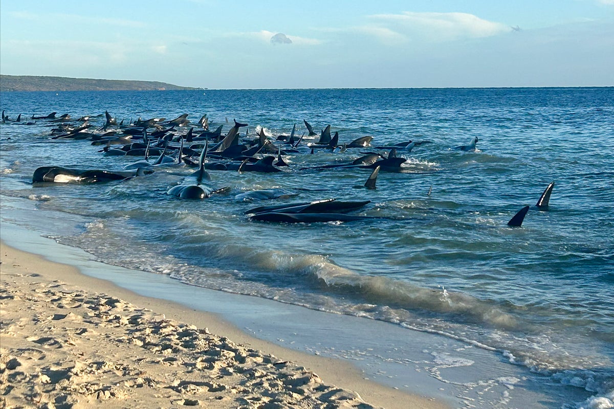 dozens of pilot whales die in mass stranding on australian beach