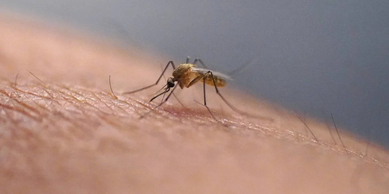 σήμα κινδύνου από ειδικούς: εξαπλώνονται στην ευρώπη ασθένειες που μεταδίδονται από τα κουνούπια