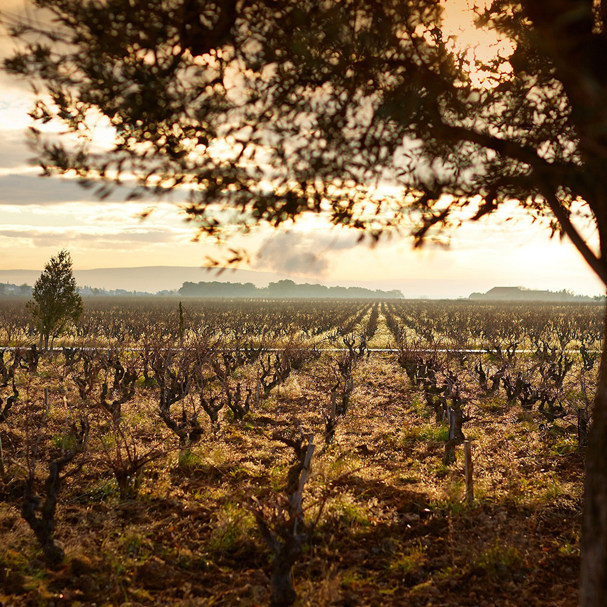 The most beautiful vineyards in the world