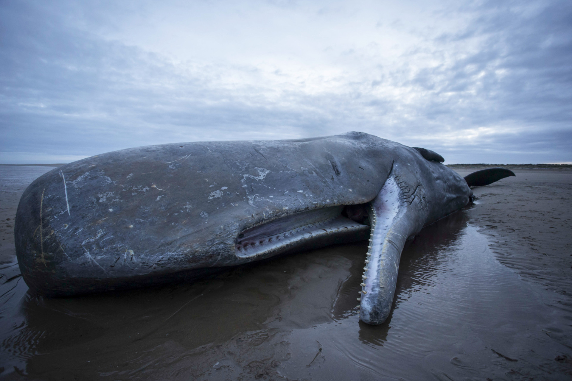 Why you should care about whale poo