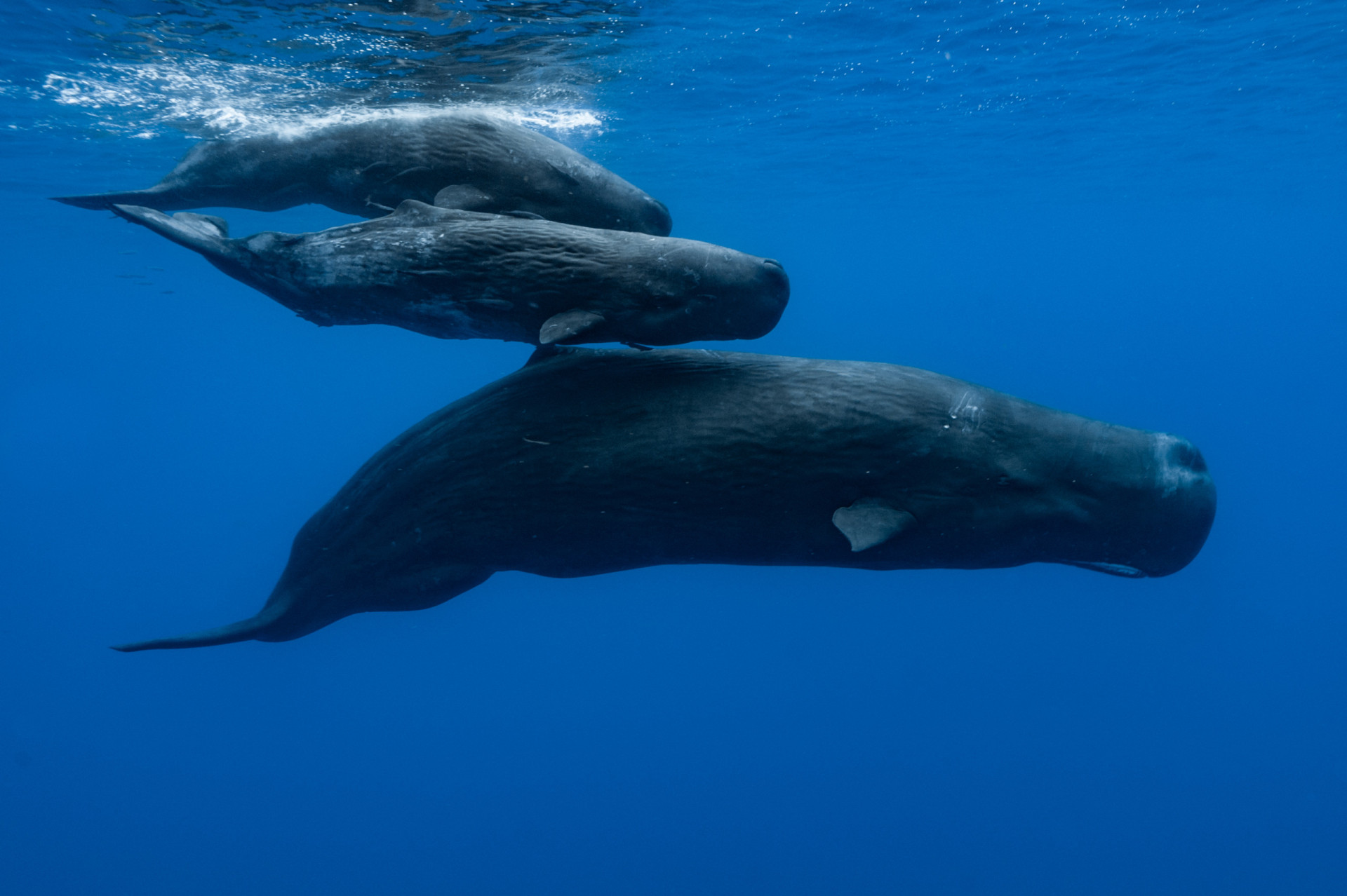 Why is whale poo so critical to our planet?