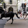 Injured Household Cavalry horses undergo operations after six-mile rampage through central London<br>