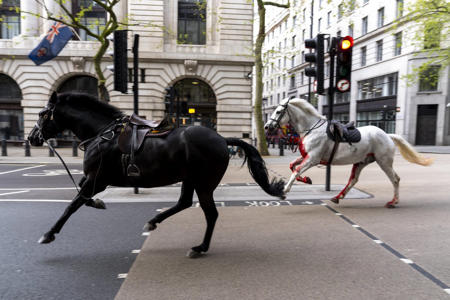 Injured Household Cavalry horses 