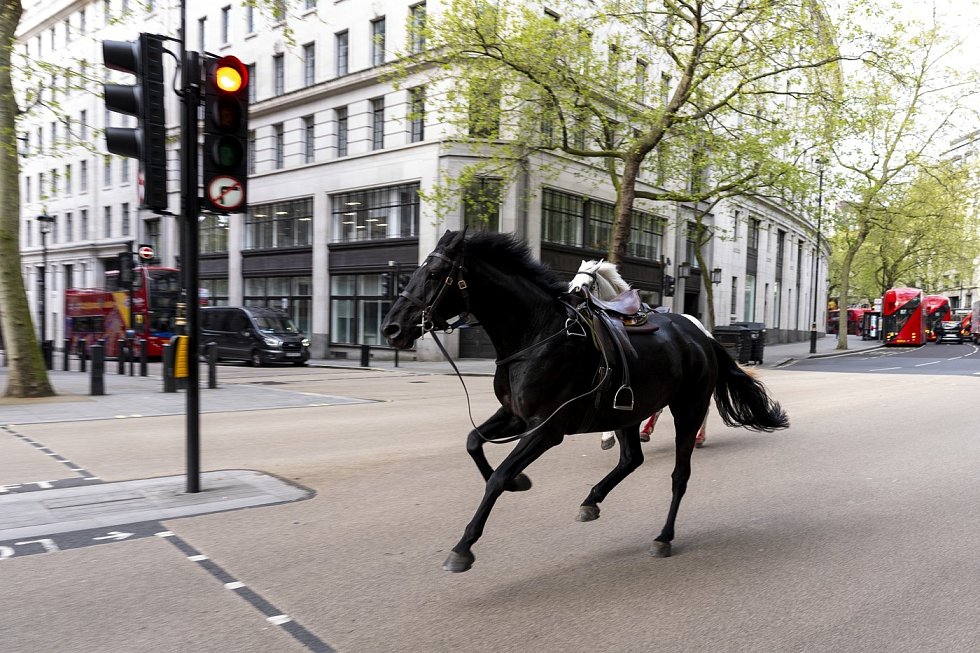 splašení koně v ulicích londýna: vyděsil je hluk ze stavby, teď jim hrozí smrt