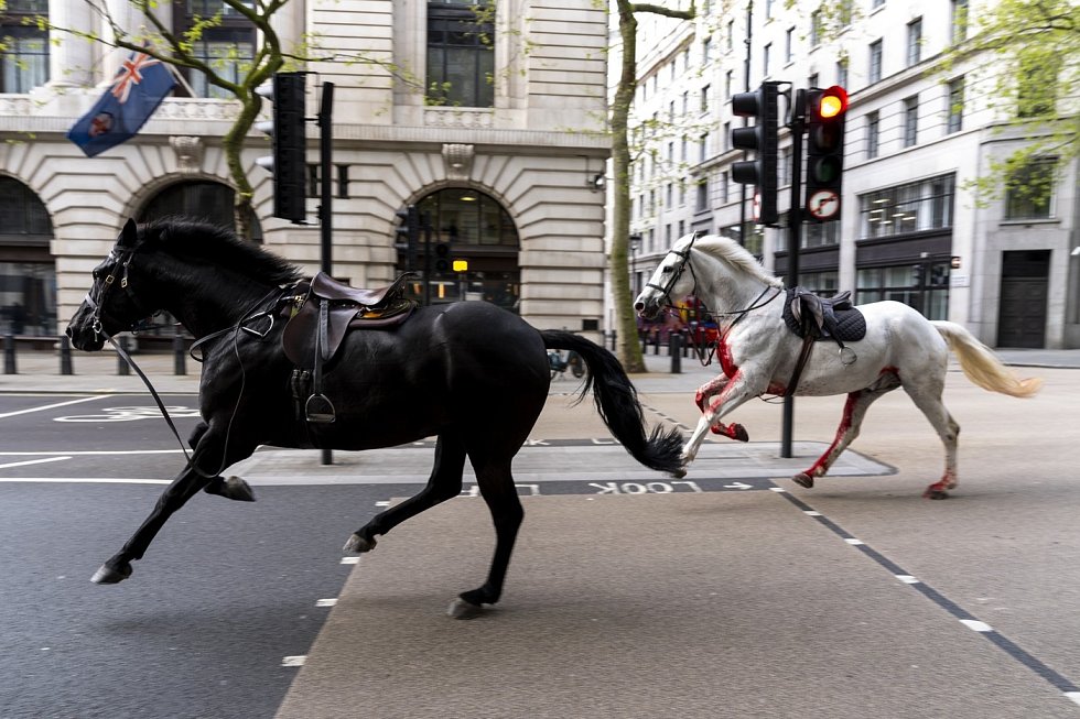 splašení koně z londýna se zotavují, mají stálou péči. patří totiž mezi vyvolené