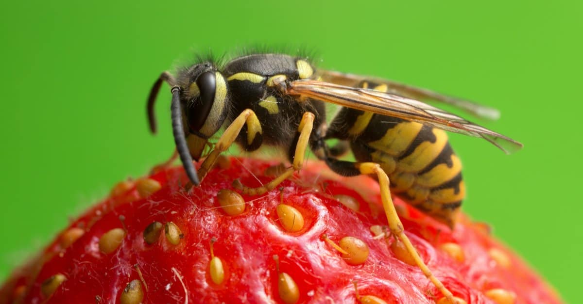 Are Yellow Jackets Pollinators and Just How Valuable Are They To Nature?