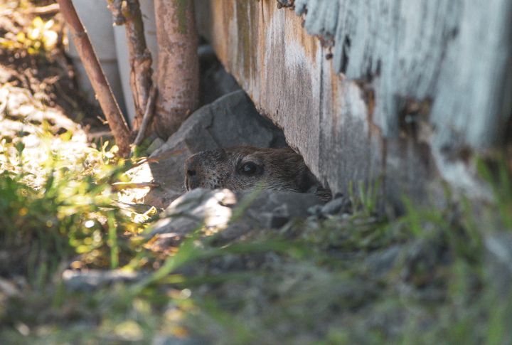 15 Ways to Outsmart Pesky Groundhogs Without Harsh Chemicals