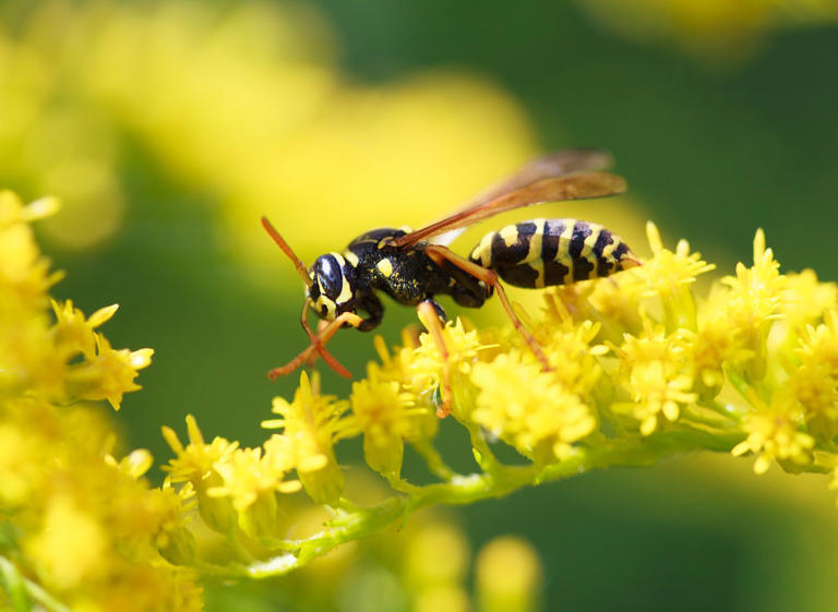 are-yellow-jackets-pollinators-and-just-how-valuable-are-they-to-nature