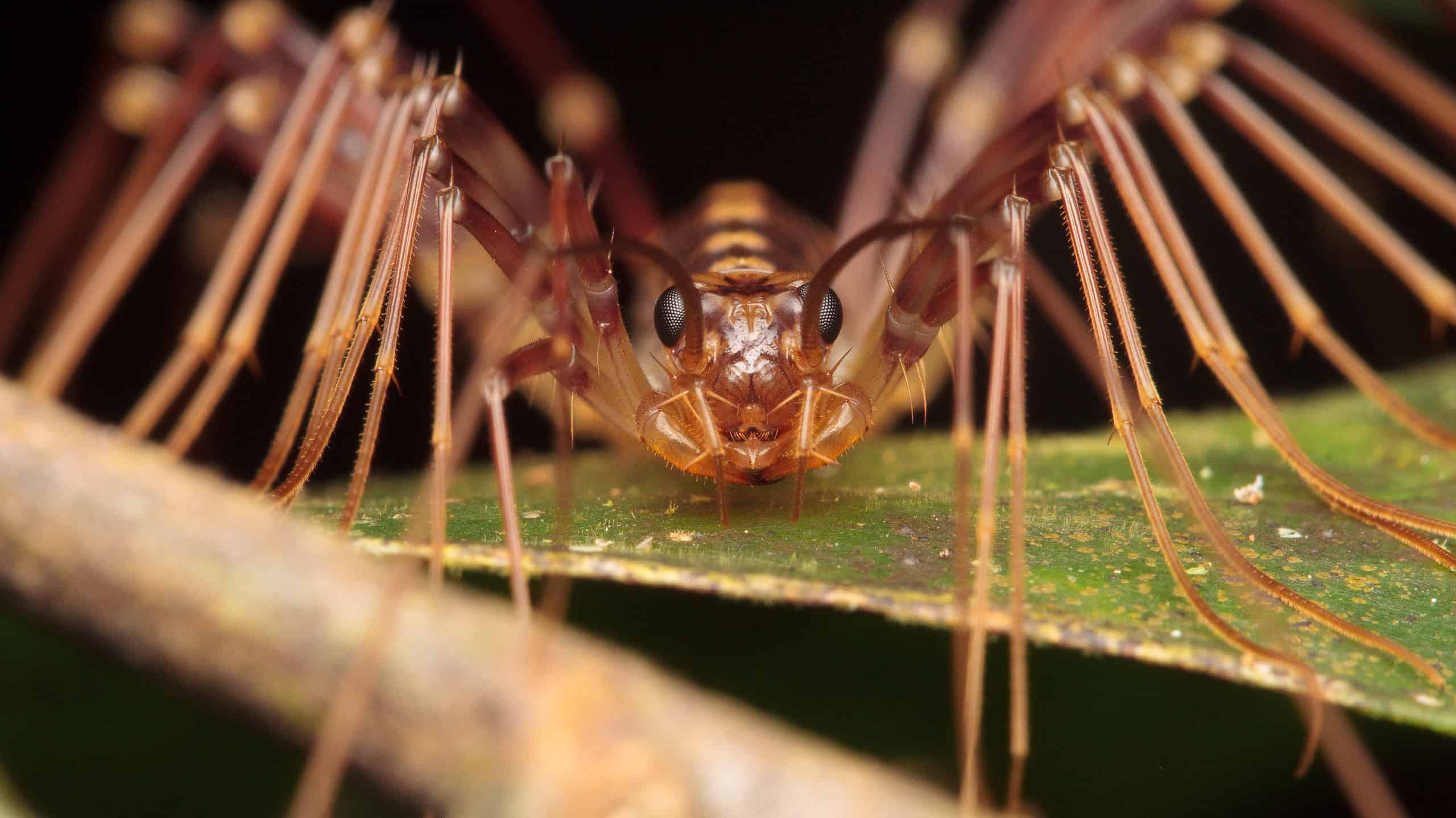 Natural Ways to Get Rid of Centipedes