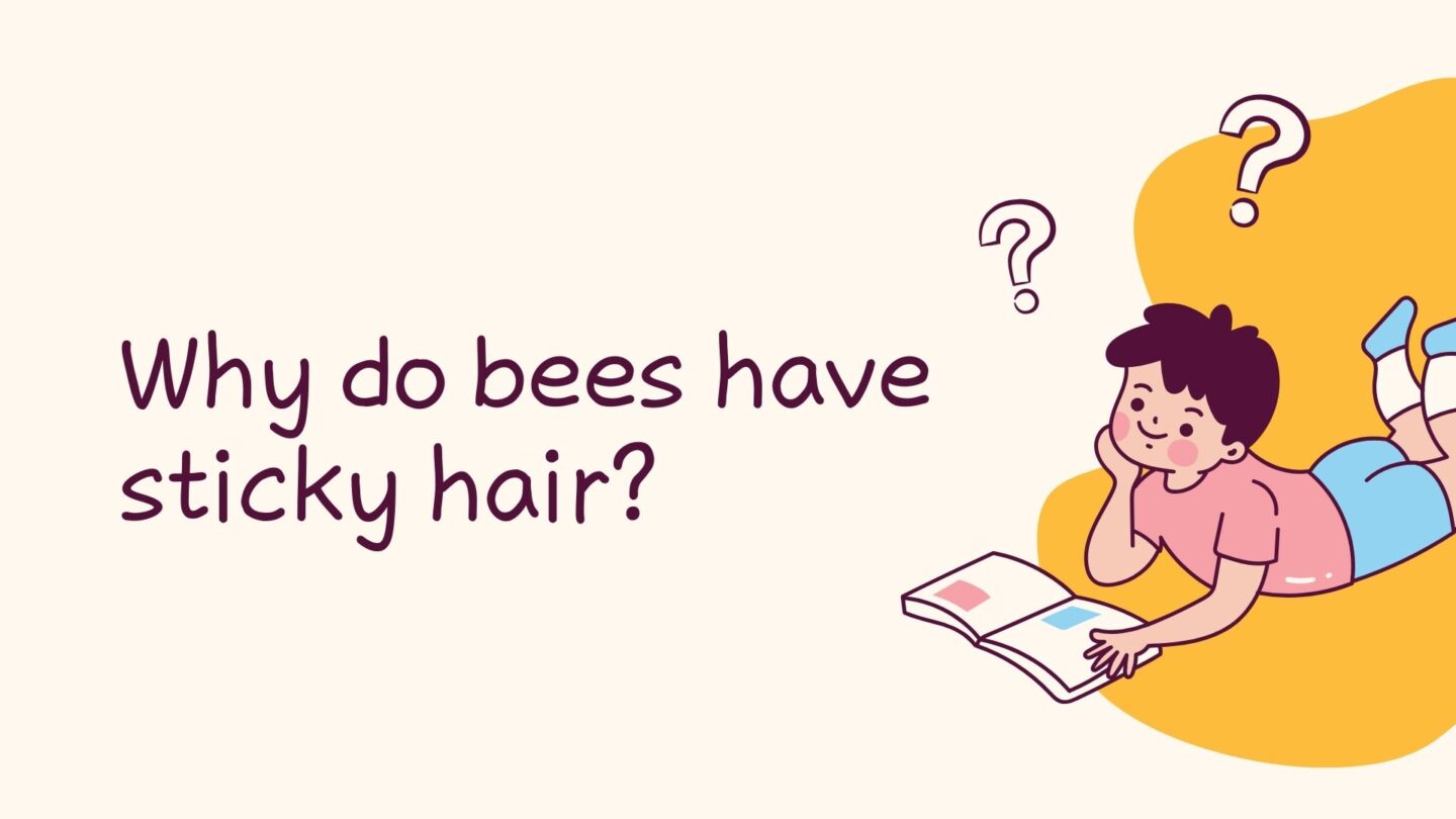 <p>Because they use honeycombs. Now, this isn't just some normal wordplay; it's a great way to follow up with a few educational snippets about how bees work and live. Your kid will be able to visualize a comb and giggle to themselves about how honey comes into play.</p>