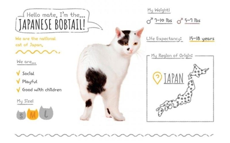 35 cat breeds that act like dogs
