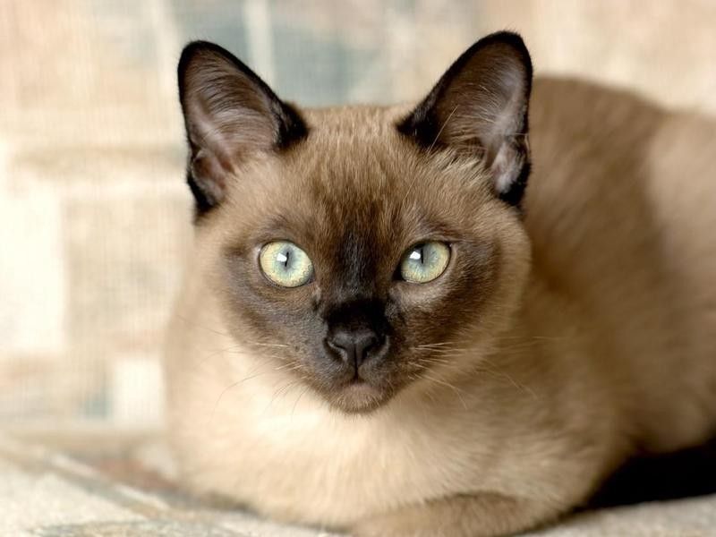 35 cat breeds that act like dogs