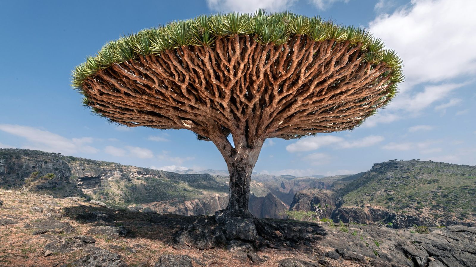 <p>Often described as the most alien-looking place on Earth, Socotra is famed for its Dragon’s Blood trees and unique biodiversity that looks lifted from a fantasy world.</p>