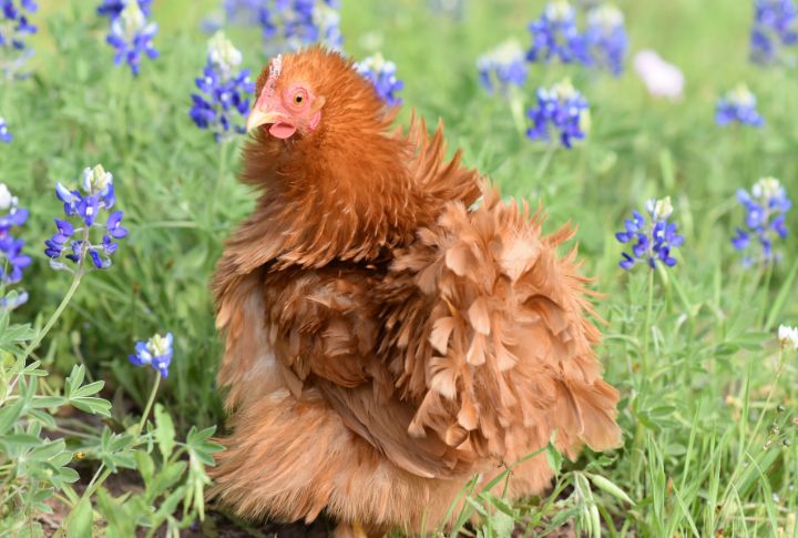 15 Chicken Breeds That Shouldn't Be Consumed