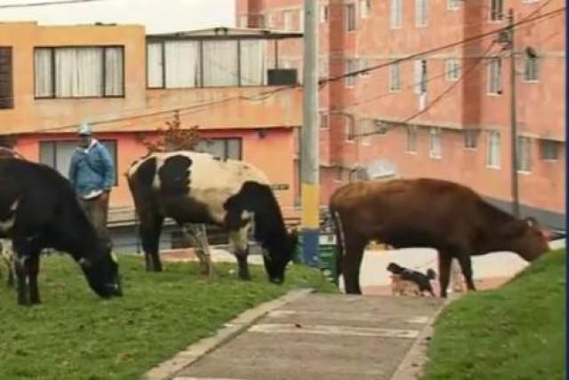 familia vive con 29 vacas dentro de su casa en bogotá: autoridades monitorean la situación