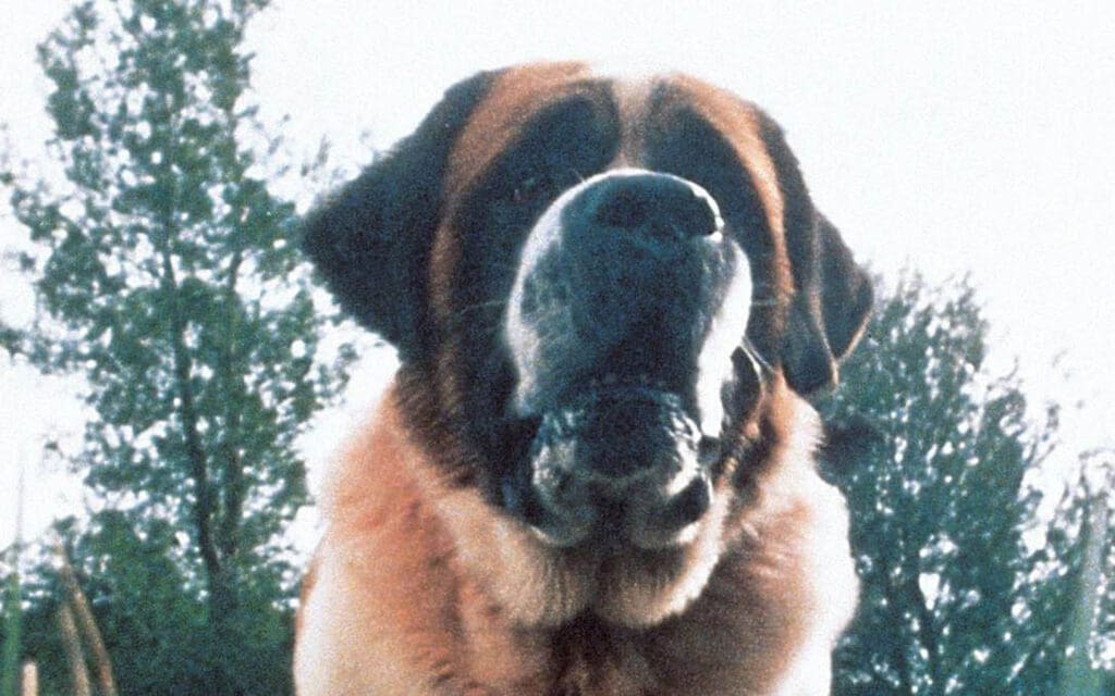 10 Most Iconic Movie Dogs