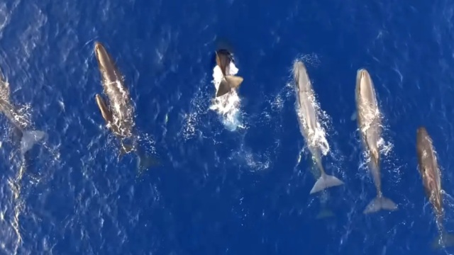 αυστραλία: μυστήριο με 160 φάλαινες που “ξεβράστηκαν” σε παραλία